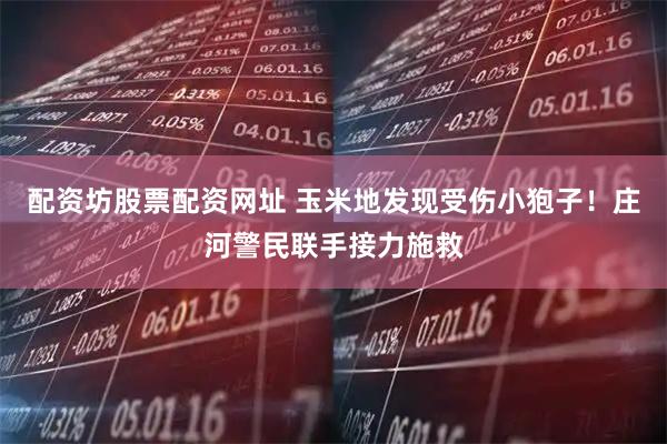 配资坊股票配资网址 玉米地发现受伤小狍子！庄河警民联手接力施救